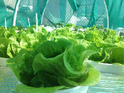 dewponics green salad