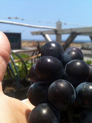 Super Spring AG grapes